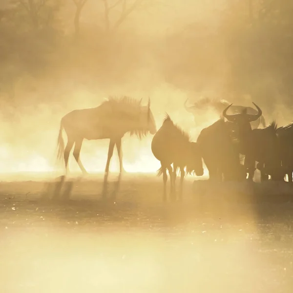 Blue Wildebeests Kgalagadi Διασυνοριακό Πάρκο Ηλιακό Φως Κατά Διάρκεια Του — Φωτογραφία Αρχείου