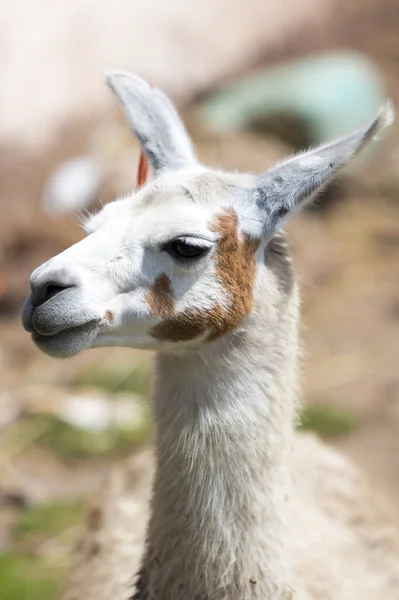 Close Lama Bebê Deitado Aveia Chão Cusco Peru — Fotografia de Stock