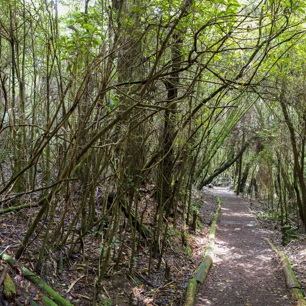 Kosta Rika Daki Poas Volkanı Ulusal Rezervi Ndeki Tropikal Ormanda — Stok fotoğraf