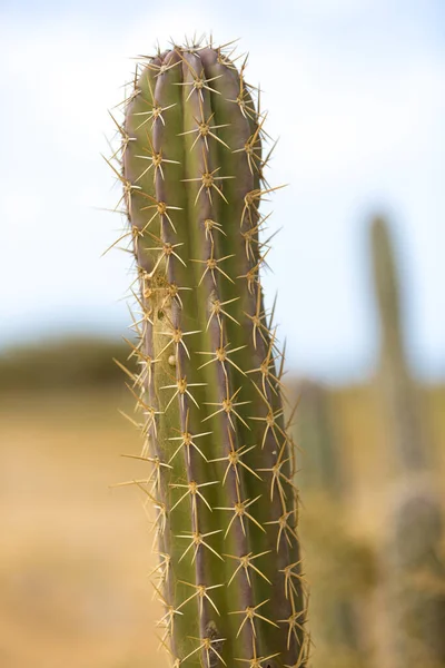 Close Zicht Een Cactus Bij Punta Gallinas Guajira Colombië 2014 — Stockfoto
