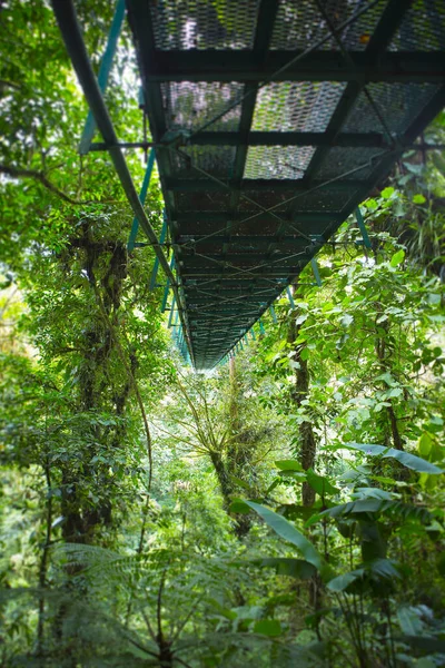 Hängbro Monteverde Molnskog Costa Rica — Stockfoto