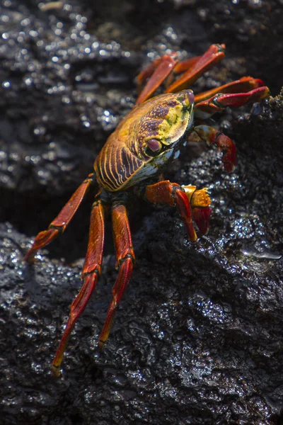 Sally Lightfoot Crab Red Rock Crab Galapgos Islands 2015 Isabela — 스톡 사진