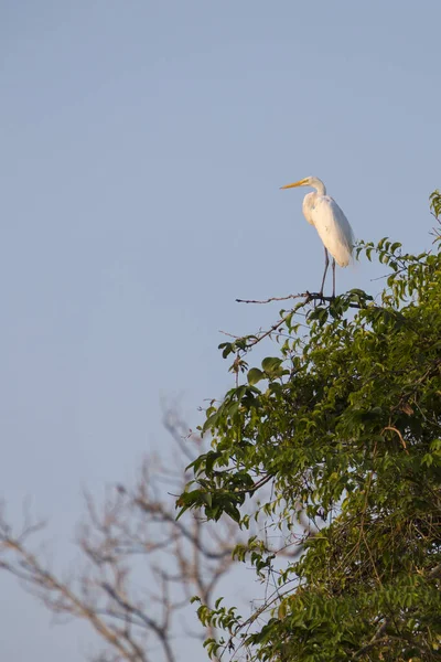 Great Egret Ardea Alba Standing Branch Lake Maracaibo National Park — стоковое фото