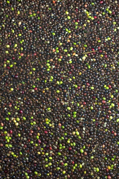 Closeup Background Coffee Beans Taken Colombia Coffee Farm — Stock Photo, Image