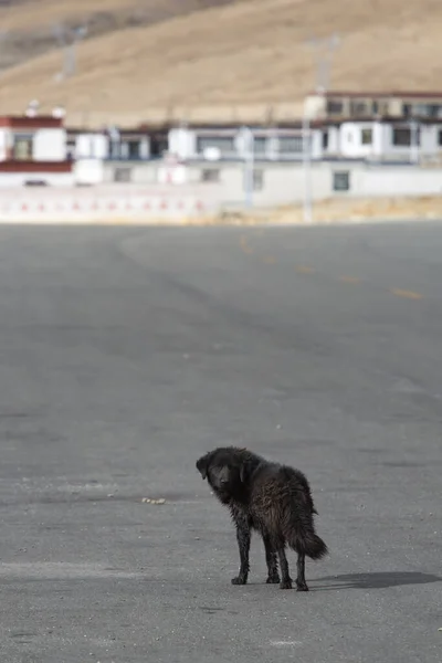 Yolun Ortasındaki Köpek Tibet Teki Dostluk Yolu Kathmandu Gidiyor Çin — Stok fotoğraf