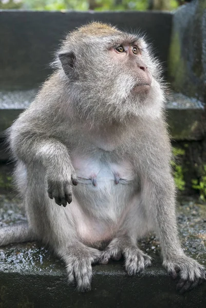 Makak Długoogonowy Macaca Fascicularis Świętym Lesie Małp Ubud Indonezja — Zdjęcie stockowe