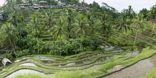 Panoraic View Green Terrace Rice Fields Afternoon Sunset Ubud Bali — Stock Photo, Image