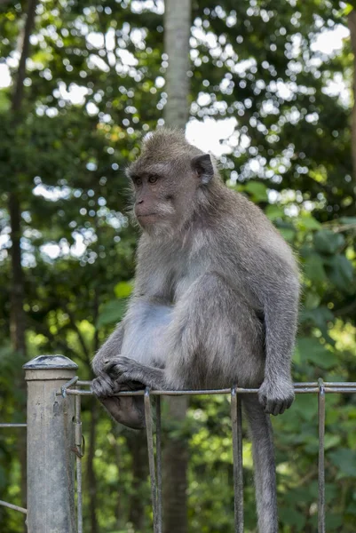 Macaco Dalla Coda Lunga Macaca Fascicularis Nella Foresta Scimmie Sacre — Foto Stock