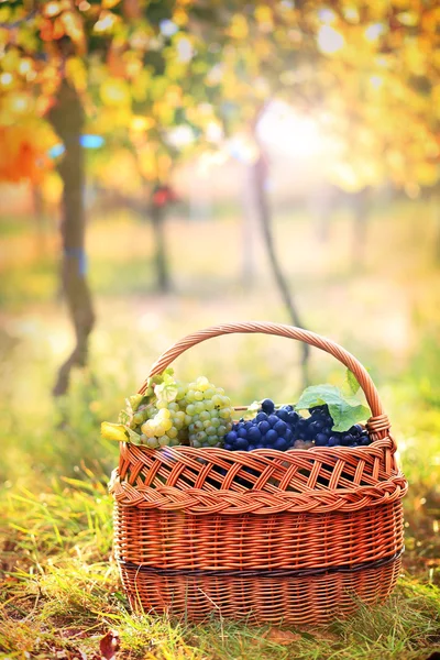 Mandje van druiven op wijngaard — Stockfoto