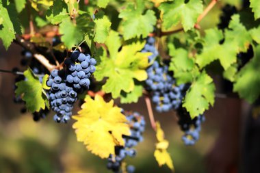 Olgun kırmızı şarap üzüm