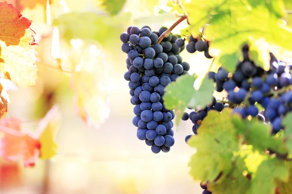 Olgun kırmızı şarap üzüm