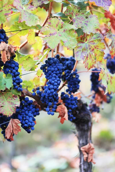 Ripe red wine grapes — Stock Photo, Image