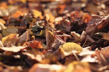 sonbahar yaprakları arka plan