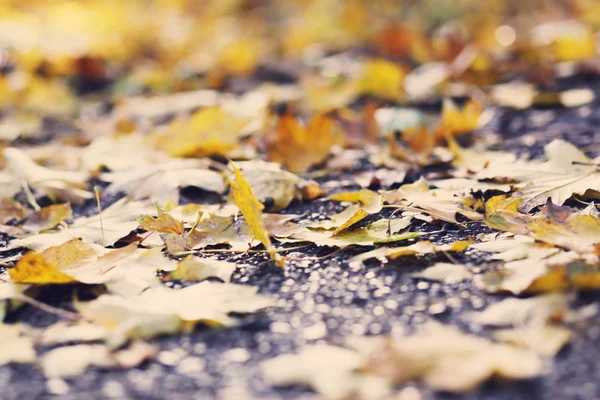 Hojas de otoño en camino de asfalto —  Fotos de Stock