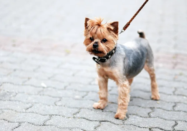 Terrier carino dello Yorkshire — Foto Stock