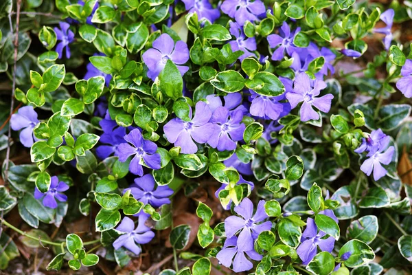 Vinca minor 'Ralph Schubert' — Stok fotoğraf