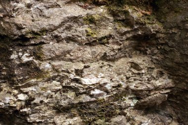 dağ taş yosun ve liken noktalar ile