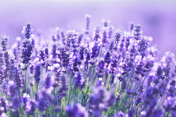Lavender flowers field — Stock Photo, Image