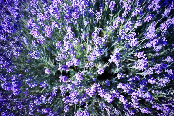 Campo di fiori di lavanda — Foto Stock