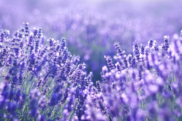 Campo de flores de lavanda — Fotografia de Stock