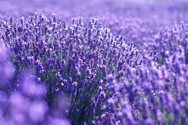 Lavender flowers field — Stock Photo, Image
