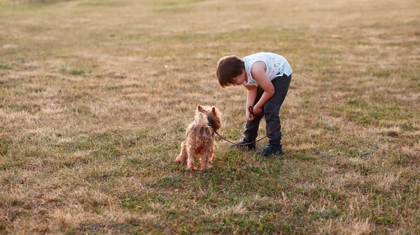 Años Chico Con Mascota Yorkshire Perro Tener Paseo — Foto de Stock