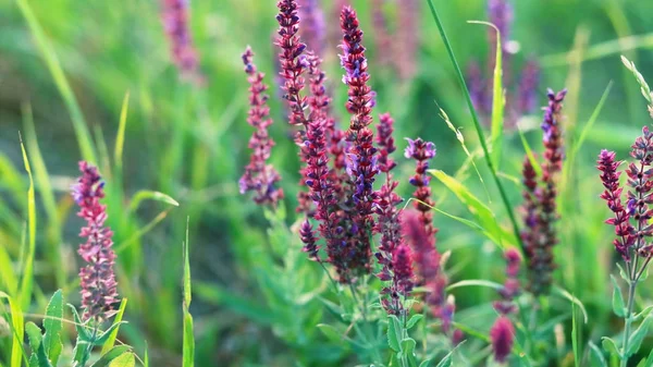 Wild Salvia Bloemen Close Zomer Veld — Stockfoto