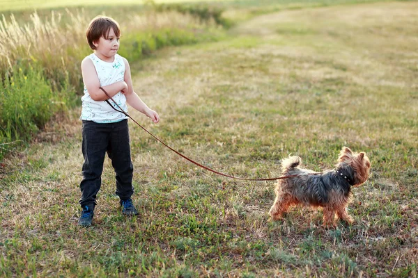 Шестилетний Мальчик Своей Собакой Йоркшир Прогуливается — стоковое фото