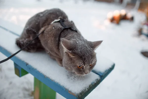 Gato direto escocês para um passeio no inverno — Fotografia de Stock