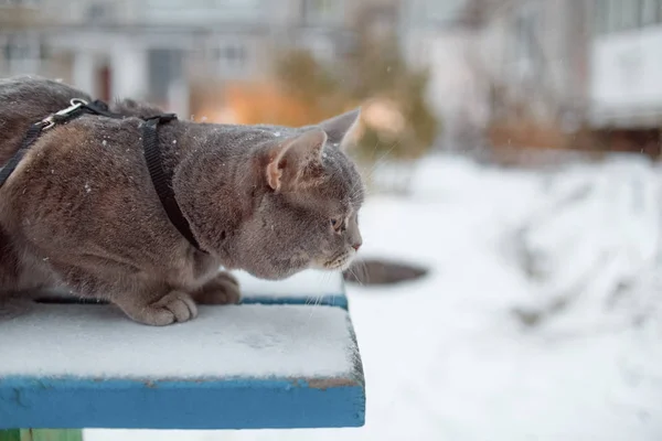 Gato direto escocês para um passeio no inverno — Fotografia de Stock