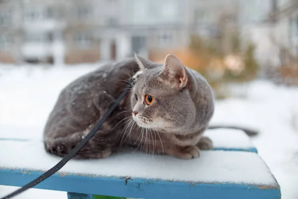 Gato direto escocês para um passeio no inverno — Fotografia de Stock