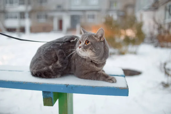 Gato direto escocês para um passeio no inverno — Fotografia de Stock