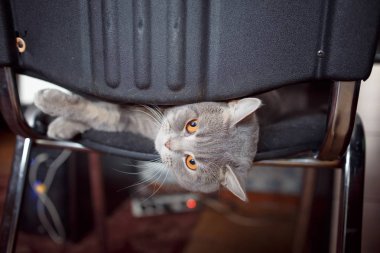 deri ofis koltuğu önemli iş kedi