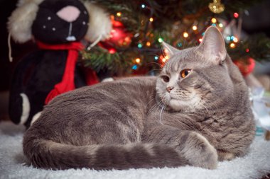 kedi doğurmak İskoç-düz Noel ağacı, beyaz halı üzerinde dinlenme