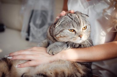 gelin düğün günü elinde tekir kedi
