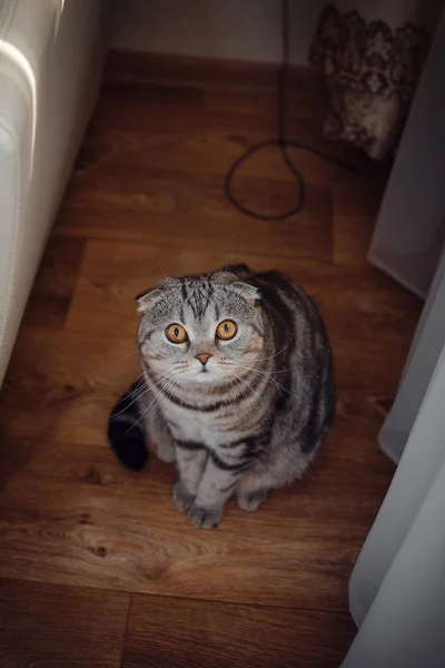 Ciekawy kot siedzi na podłodze i patrząc w obiektyw — Zdjęcie stockowe