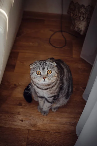 Nieuwsgierige kat zittend op de vloer en op zoek naar de lens — Stockfoto