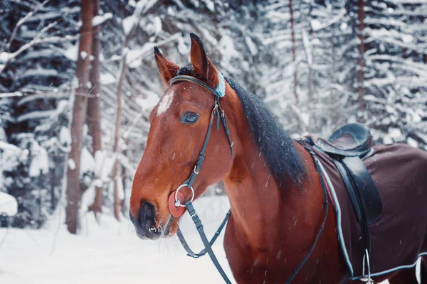 Portret van een knappe hengst paard winter buiten — Stockfoto