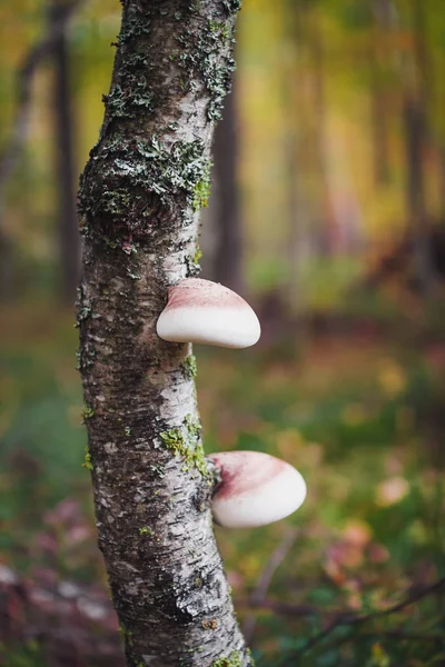 Dos setas pequeñas crecen directamente en un tronco de árbol —  Fotos de Stock