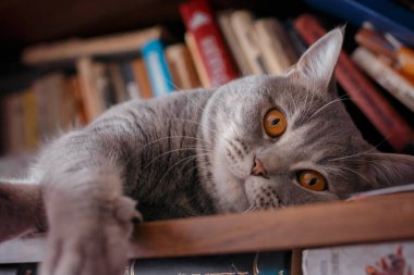 Evcil hayvan: kedi ile kitap raf üzerinde çalış.