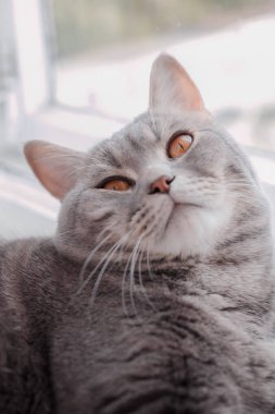 Kabarık yakışıklı bir kedi pencere pervazına üzerinde uyuyor.