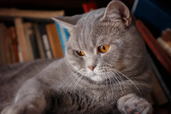 Animais de estimação: o gato brinca na prateleira com livros . — Fotografia de Stock