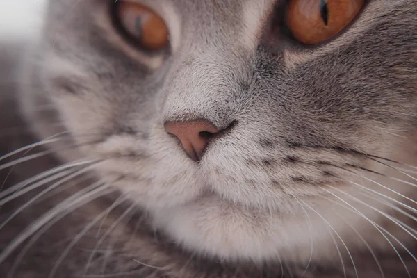 Ruhiger Blick der gutaussehenden Katze aus kurzer Entfernung. — Stockfoto