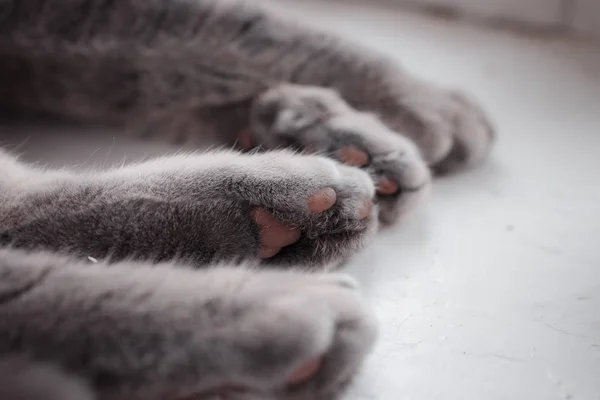 Cuatro patas de un gato que duerme tranquilamente  . — Foto de Stock