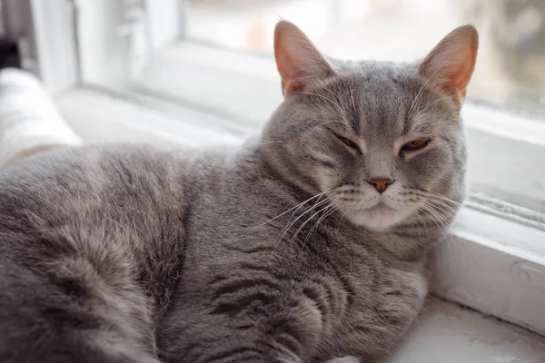 A bolyhos szép egy macska alszik ablakpárkányon. — Stock Fotó