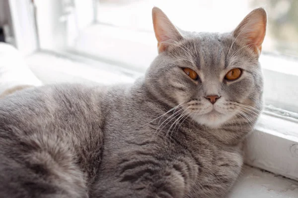 De pluizige knap een kat slaapt op vensterbank. — Stockfoto