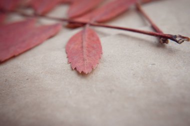 Ambalaj: Kraft paket ve üvez Şubesi