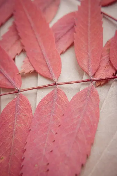 Ambalaj: Kraft paket ve üvez Şubesi