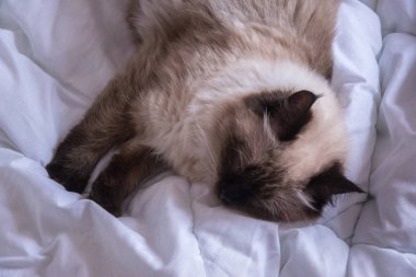 kedi Siyam Sibirya renk gelin kabarık beyaz bir battaniye var