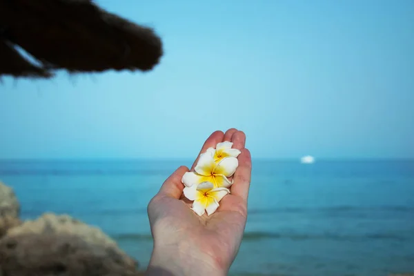 Hand with flowers of plumeria on the background of the red sea
